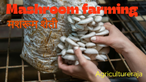 Mashroom farming 